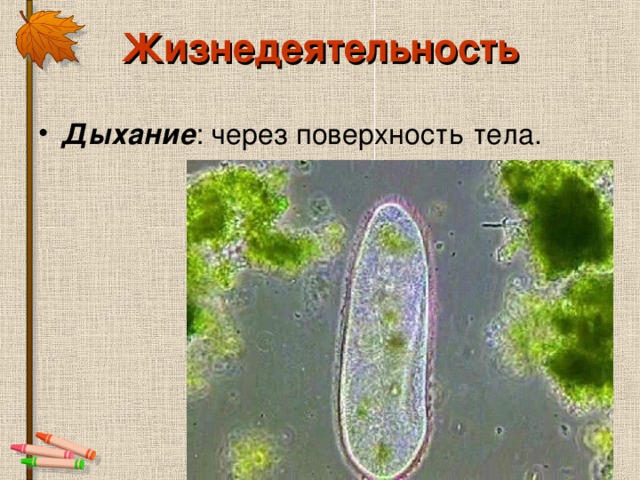 Жизнедеятельность Дыхание 