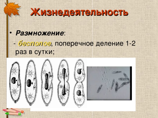 Жизнедеятельность Размножение бесполое 