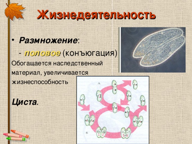 Жизнедеятельность Размножение половое Обогащается наследственный материал, увеличивается жизнеспособность Циста . 