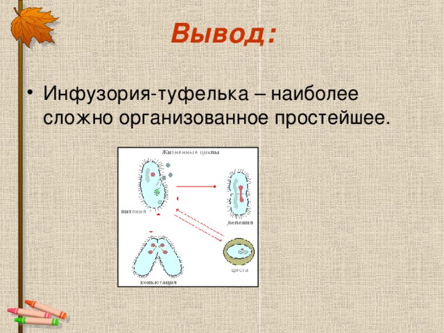 Вывод: 