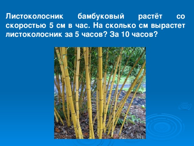 Листоколосник бамбуковый растёт со скоростью 5 см в час. На сколько см вырастет листоколосник за 5 часов? За 10 часов? 