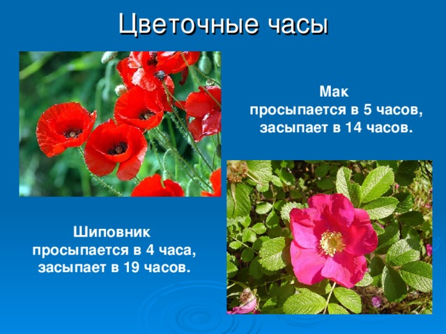 Цветочные часы Мак просыпается в 5 часов, засыпает в 14 часов. Шиповник просыпается в 4 часа, засыпает в 19 часов. 