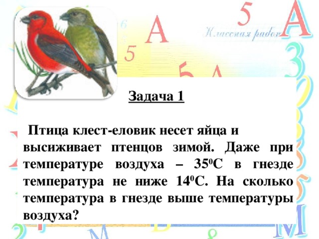 Задача 1    Птица клест-еловик несет яйца и высиживает птенцов зимой. Даже при температуре воздуха – 35 0 С в гнезде температура не ниже 14 0 С. На сколько температура в гнезде выше температуры воздуха?