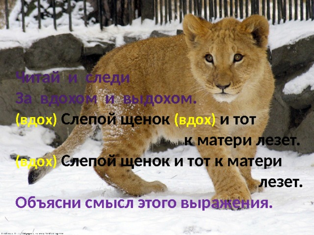 Читай и следи За вдохом и выдохом. (вдох) Слепой щенок (вдох) и тот  к матери лезет. (вдох) Слепой щенок и тот к матери  лезет. Объясни смысл этого выражения. 