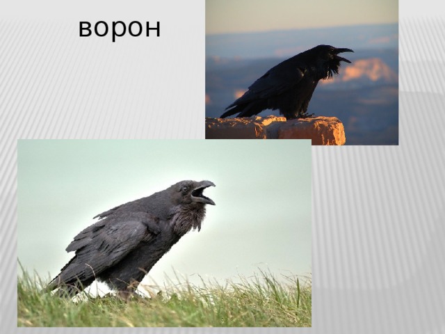 ворон 