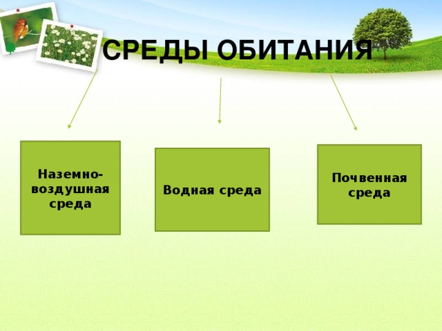  СРЕДЫ ОБИТАНИЯ Наземно-воздушная среда Почвенная среда Водная среда 11 