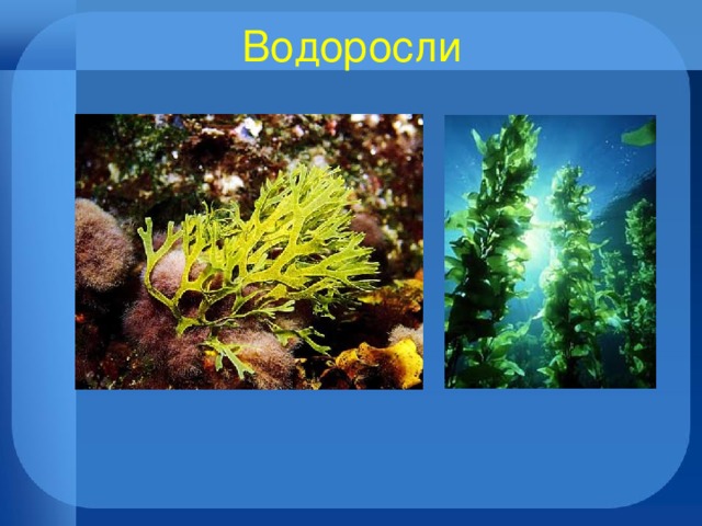 Водоросли 