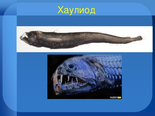 Хаулиод 