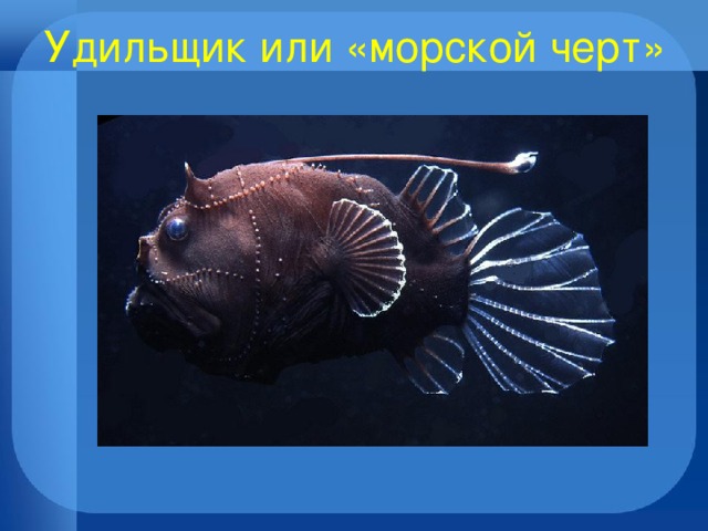 Удильщик или «морской черт» 