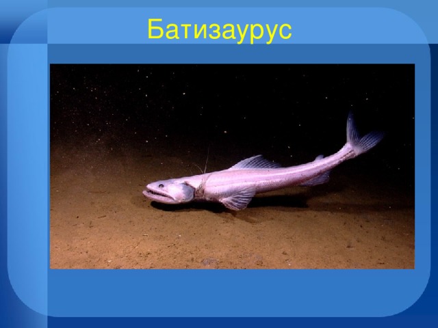 Батизаурус 