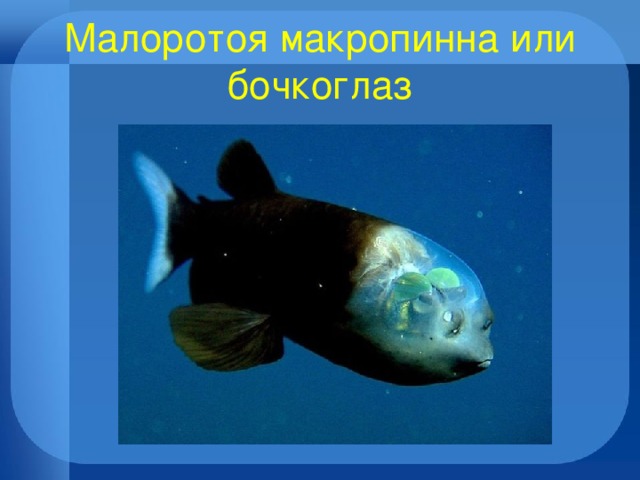 Малоротоя макропинна или бочкоглаз 