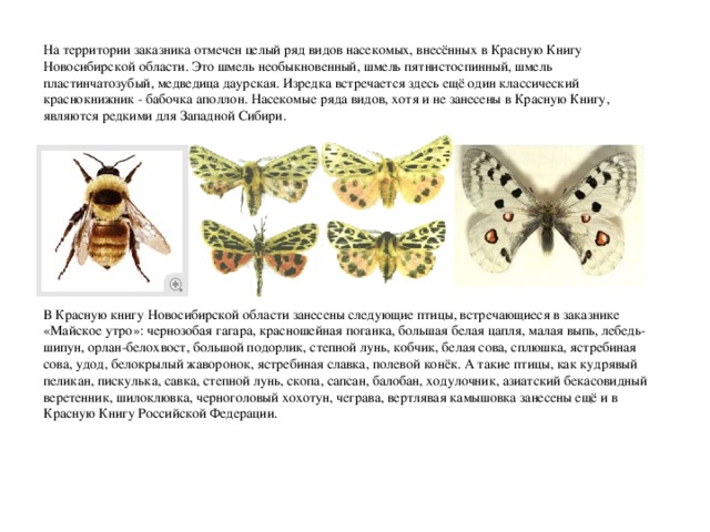 На территории заказника отмечен целый ряд видов насекомых, внесённых в Красную Книгу Новосибирской области. Это шмель необыкновенный, шмель пятнистоспинный, шмель пластинчатозубый, медведица даурская. Изредка встречается здесь ещё один классический краснокнижник - бабочка аполлон. Насекомые ряда видов, хотя и не занесены в Красную Книгу, являются редкими для Западной Сибири. В Красную книгу Новосибирской области занесены следующие птицы, встречающиеся в заказнике «Майское утро»: чернозобая гагара, красношейная поганка, большая белая цапля, малая выпь, лебедь-шипун, орлан-белохвост, большой подорлик, степной лунь, кобчик, белая сова, сплюшка, ястребиная сова, удод, белокрылый жаворонок, ястребиная славка, полевой конёк. А такие птицы, как кудрявый пеликан, пискулька, савка, степной лунь, скопа, сапсан, балобан, ходулочник, азиатский бекасовидный веретенник, шилоклювка, черноголовый хохотун, чеграва, вертлявая камышовка занесены ещё и в Красную Книгу Российской Федерации. 