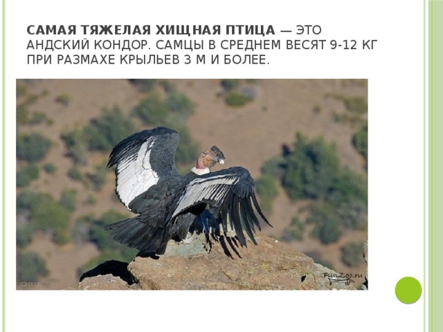Самая тяжелая хищная птица — это андский кондор. Самцы в среднем весят 9-12 кг при размахе крыльев 3 м и более. 