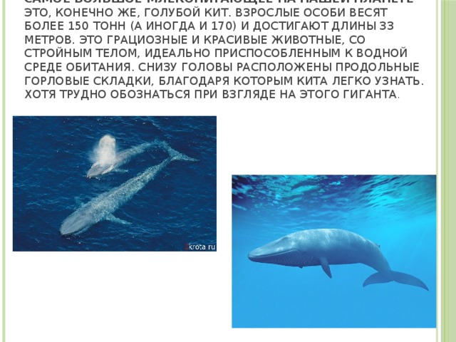 Самое большое млекопитающее на нашей планете  – это, конечно же, голубой кит. Взрослые особи весят более 150 тонн (а иногда и 170) и достигают длины 33 метров. Это грациозные и красивые животные, со стройным телом, идеально приспособленным к водной среде обитания. Снизу головы расположены продольные горловые складки, благодаря которым кита легко узнать. Хотя трудно обознаться при взгляде на этого гиганта . 