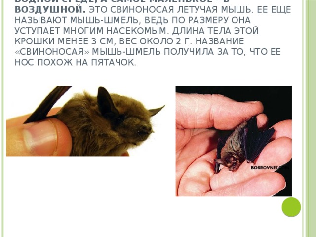 Самое большое млекопитающее обитает в водной среде, а самое маленькое – в воздушной. Это свиноносая летучая мышь. Ее еще называют мышь-шмель, ведь по размеру она уступает многим насекомым. Длина тела этой крошки менее 3 см, вес около 2 г. Название «свиноносая» мышь-шмель получила за то, что ее нос похож на пятачок. 