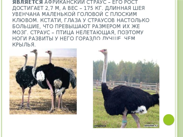 Самой большой птицей на планете сейчас является  африканский страус – его рост достигает 2,7 м, а вес – 175 кг. Длинная шея увенчана маленькой головой с плоским клювом. Кстати, глаза у страусов настолько большие, что превышают размером их же мозг. Страус – птица нелетающая, поэтому ноги развиты у него гораздо лучше, чем крылья. 