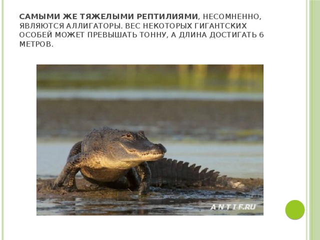 Самыми же тяжелыми рептилиями , несомненно, являются аллигаторы. Вес некоторых гигантских особей может превышать тонну, а длина достигать 6 метров. 