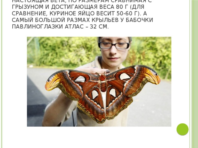 Самое большое насекомое в мире  – настоящая вета, по размерам сравнимая с грызуном и достигающая веса 80 г (для сравнение, куриное яйцо весит 50-60 г). А самый большой размах крыльев у бабочки Павлиноглазки Атлас – 32 см. 