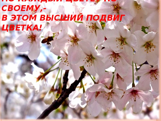 О, сколько их на полях!  Но каждый цветет по-своему,-  В этом высший подвиг цветка!