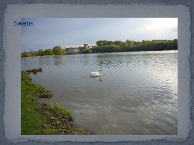 Swans    