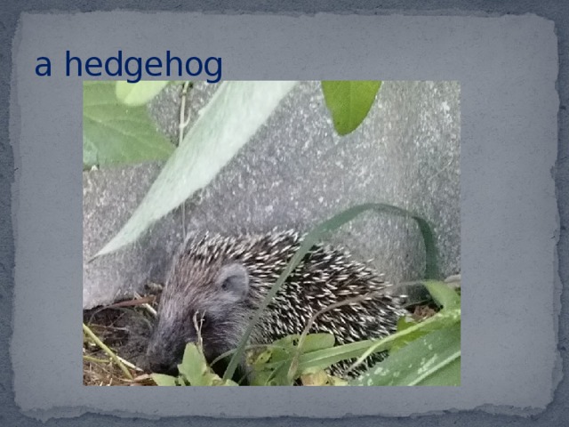 a hedgehog 