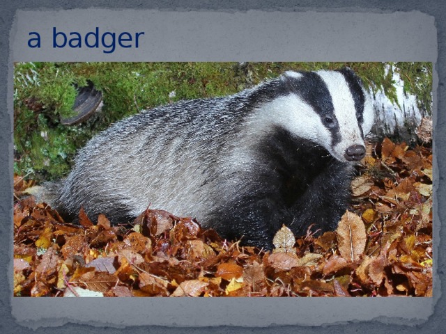 a badger    