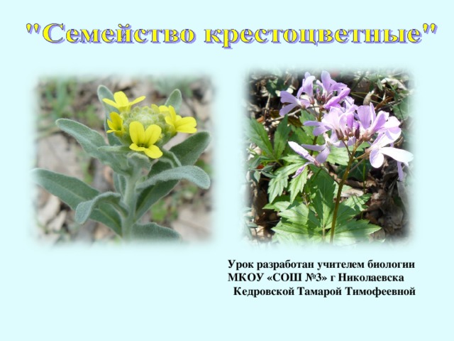 Лекарственные растения семейства крестоцветные презентация