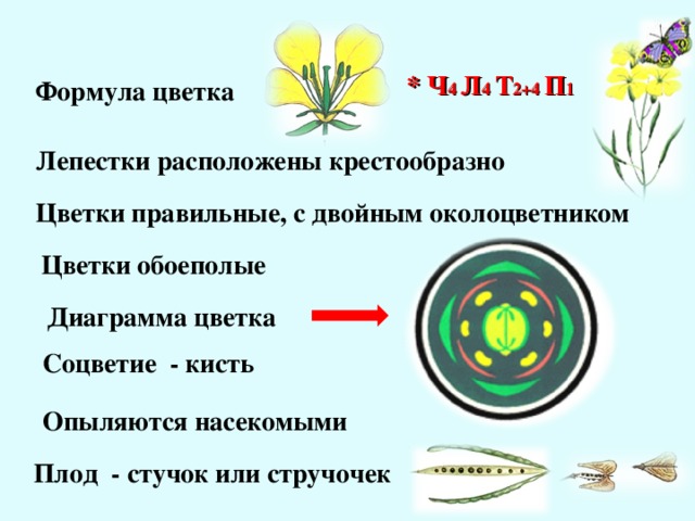 Пастушья сумка формула и диаграмма цветка