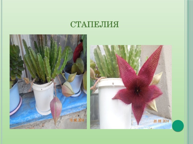  Стапелия 