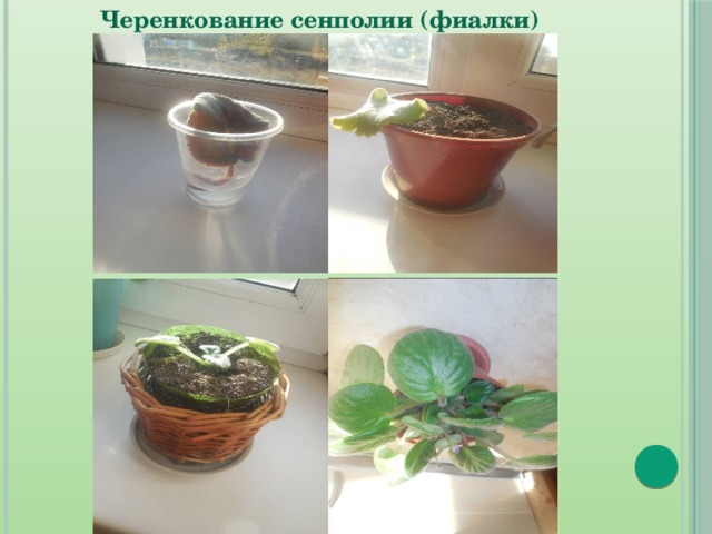 Черенкование сенполии (фиалки) 