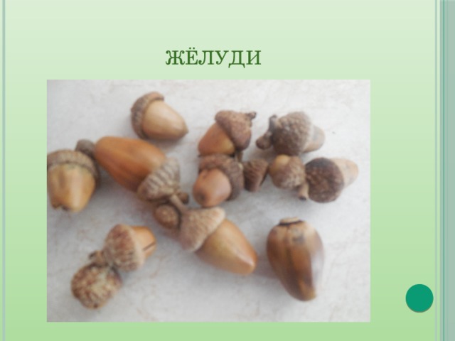  Жёлуди 
