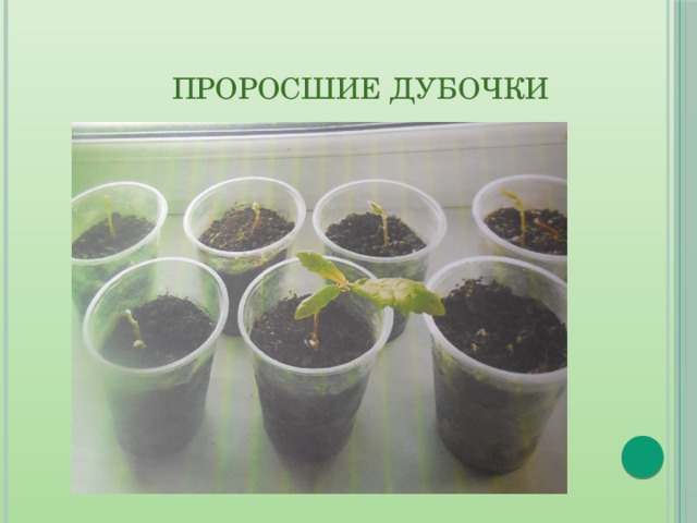  Проросшие дубочки 