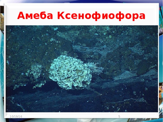 Амеба Ксенофиофора 10/19/16  