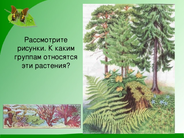 Рассмотрите рисунки. К каким группам относятся эти растения?  