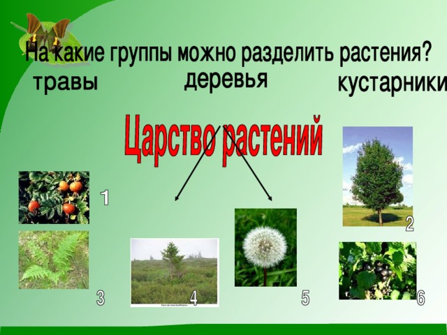 Многообразие растений деревья кустарники травы 2 класс окружающий мир презентация
