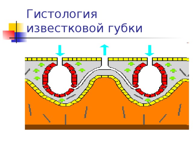 Стенка тела губок состоит из