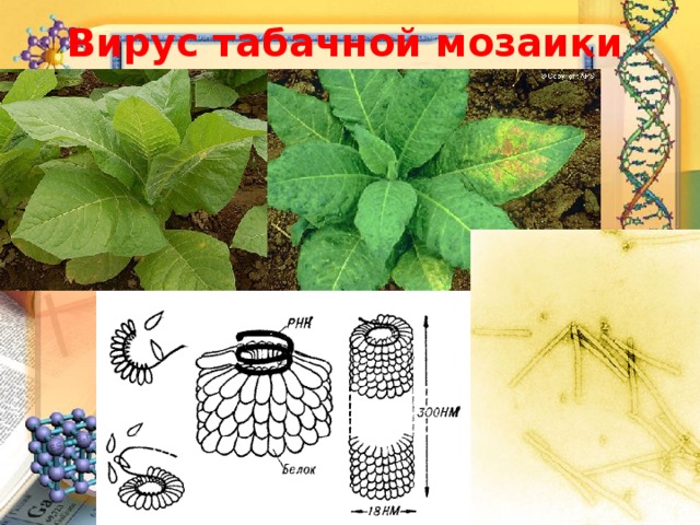 Табачная мозаика презентация