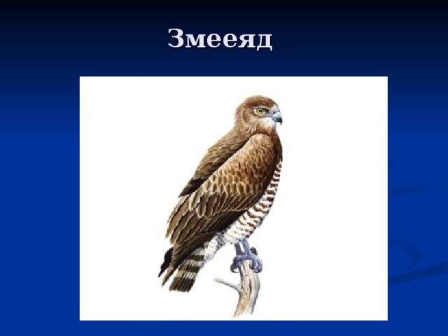 Змееяд рисунок карандашом