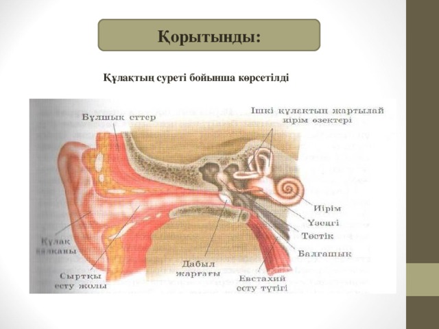 Құлақ аурулары презентация