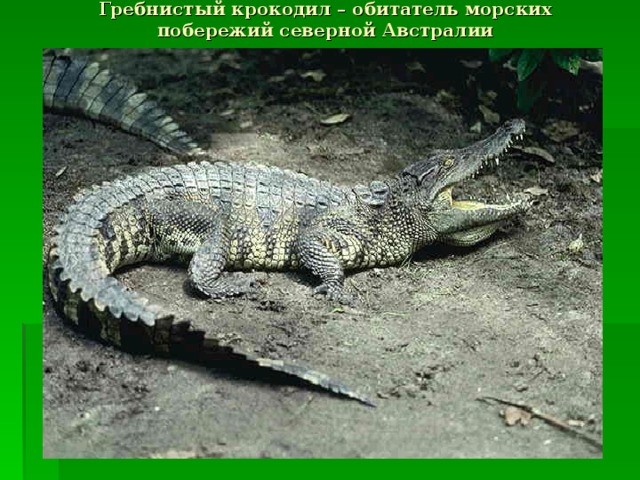Проект про гребнистого крокодила 4 класс