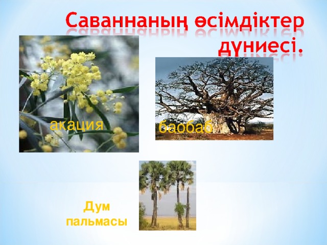 акация баобаб Дум пальмасы 