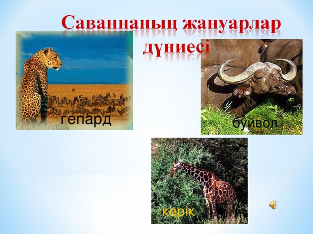 гепард буйвол керік 