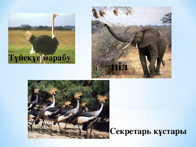 Түйеқұс марабу піл Секретарь құстары 
