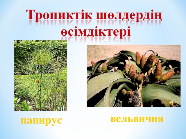 вельвичия папирус 