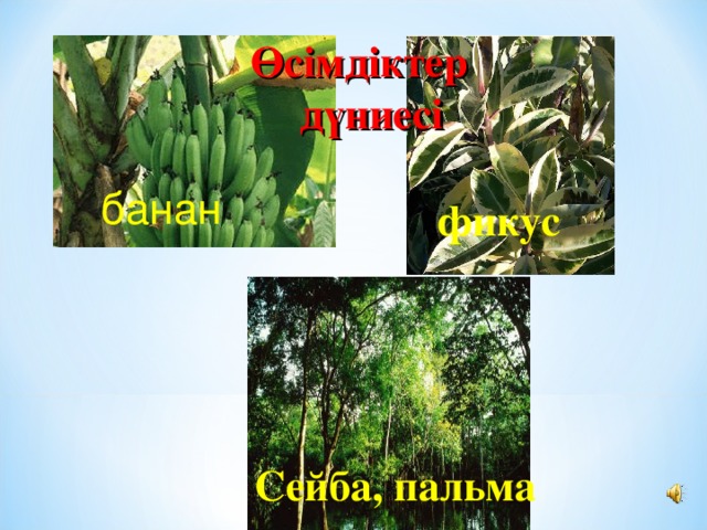 Өсімдіктер дүниесі банан фикус Сейба, пальма 