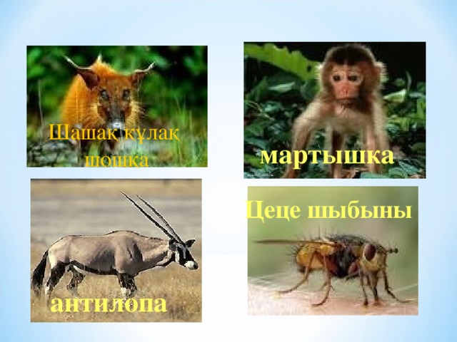 Шашақ құлақ  шошқа мартышка Цеце шыбыны антилопа 