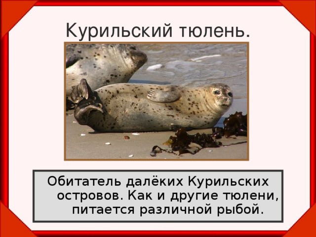 Курильский тюлень. Обитатель далёких Курильских островов. Как и другие тюлени, питается различной рыбой. 