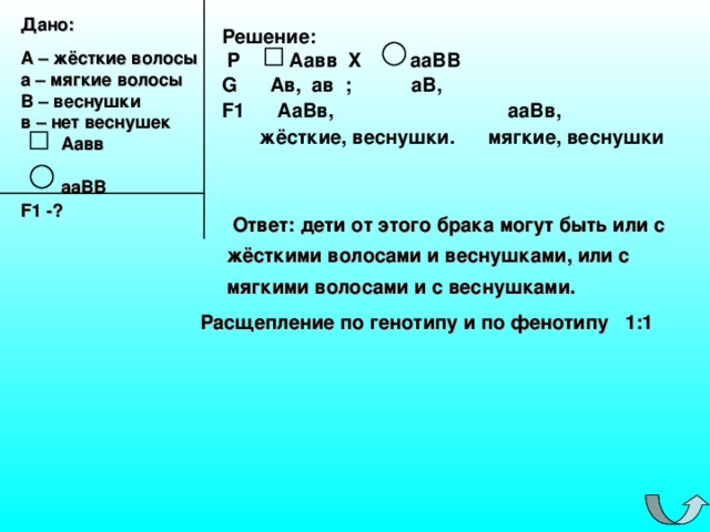 Дано:  А – жёсткие волосы а – мягкие волосы В – веснушки в – нет веснушек  Аавв   ааВВ F 1 -?  Решение:  Р Аавв Х ааВВ  G Ав, ав ; аВ,  F 1 АаВв, ааВв,  жёсткие, веснушки. мягкие, веснушки    Ответ: дети от этого брака могут быть или с жёсткими волосами и веснушками, или с мягкими волосами и с веснушками. Расщепление по генотипу и по фенотипу 1:1 