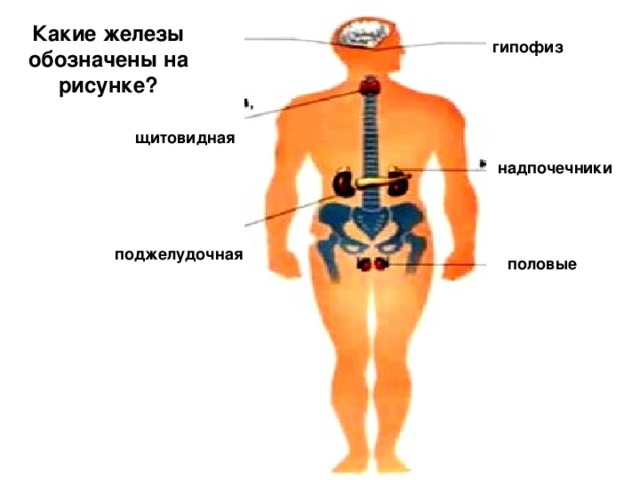 Какой цифрой на рисунке обозначена поджелудочная железа