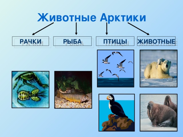 схема цепи питания арктической пустыни